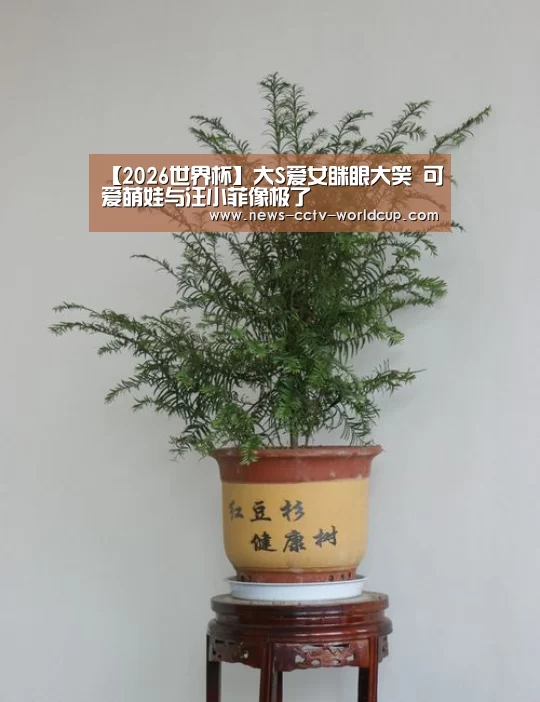 【2026世界杯】大S爱女眯眼大笑 可爱萌娃与汪小菲像极了